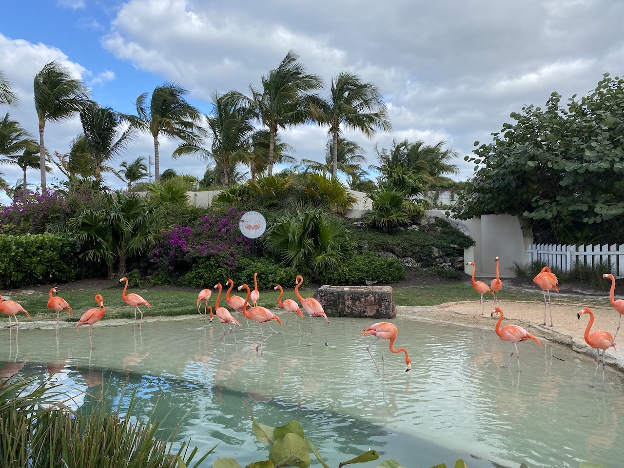 Grand Hyatt Baha Mar, Bahamas Hawaii Calling Flamingos on-site