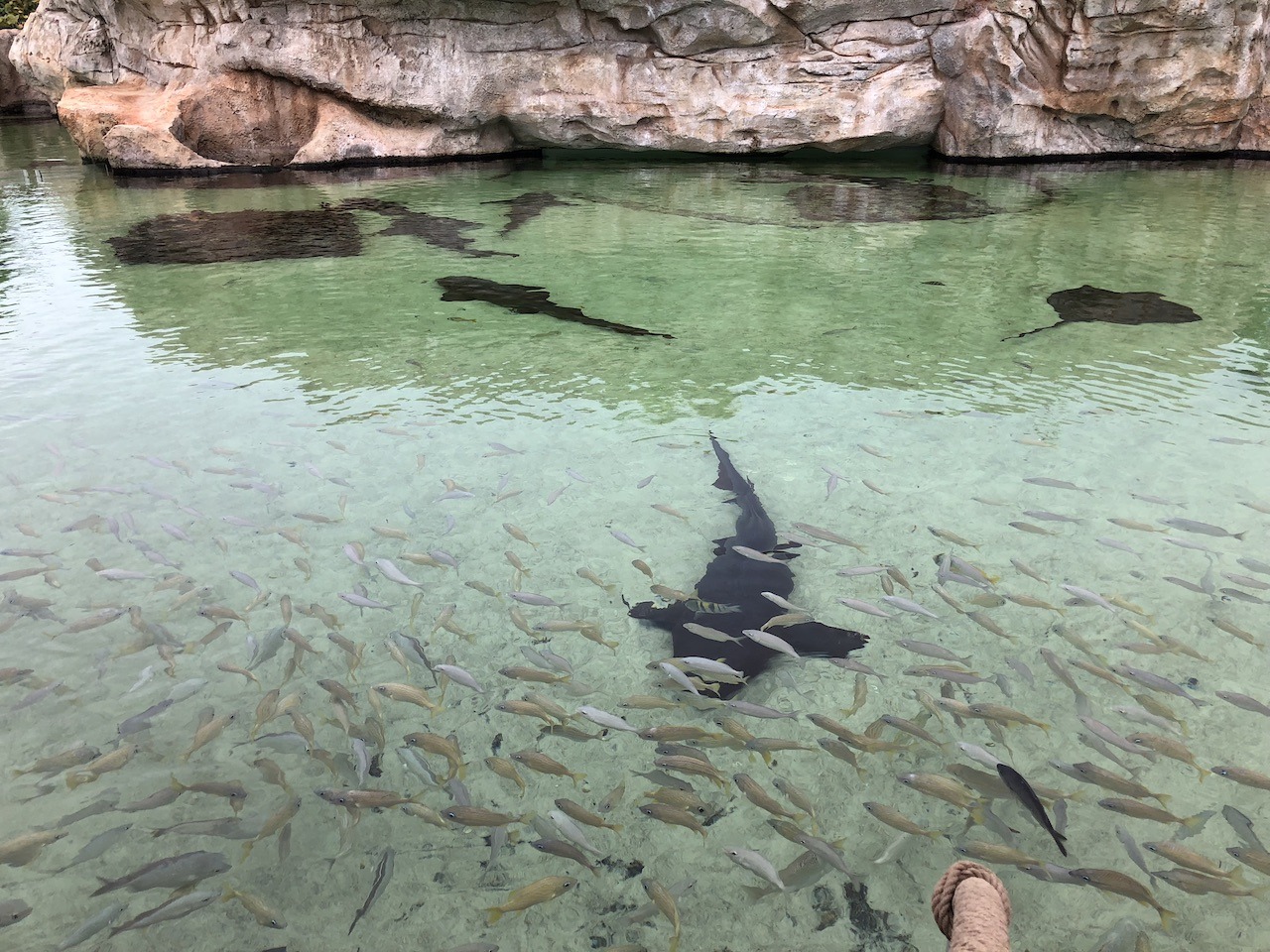 Grand Hyatt Baha Mar, Bahamas Hawaii Calling Nurse shark aquarium from above