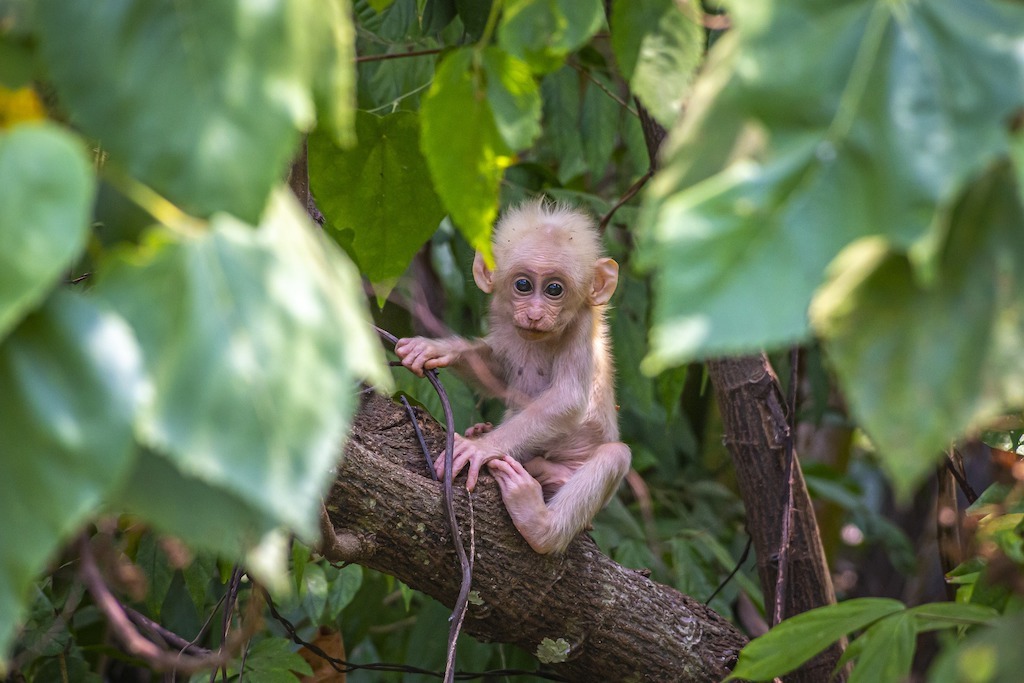 The Best Time of Year to Visit Thailand 2023 Hawaii Calling Baby monkey in the jungle near Bangkok