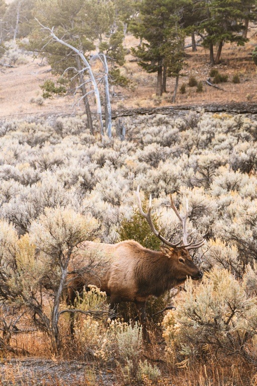 The Best Time To Visit Yellowstone National Park (2024) Hawaii Calling Yellowstone wildlife