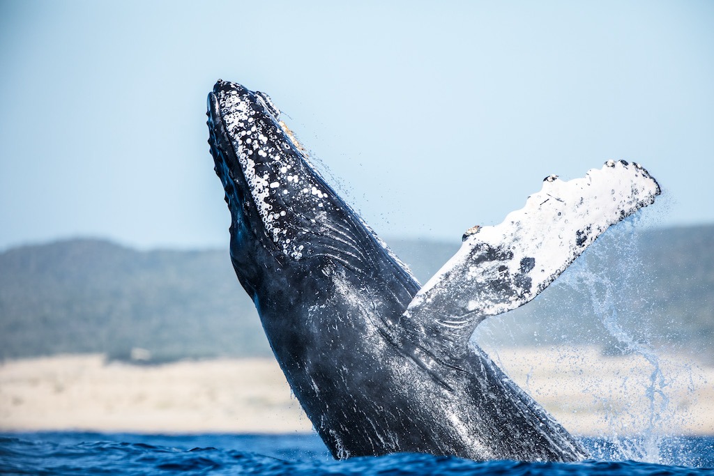 The Best Time To Visit Alaska (2024) Hawaii Calling when to go whale watching in alaska