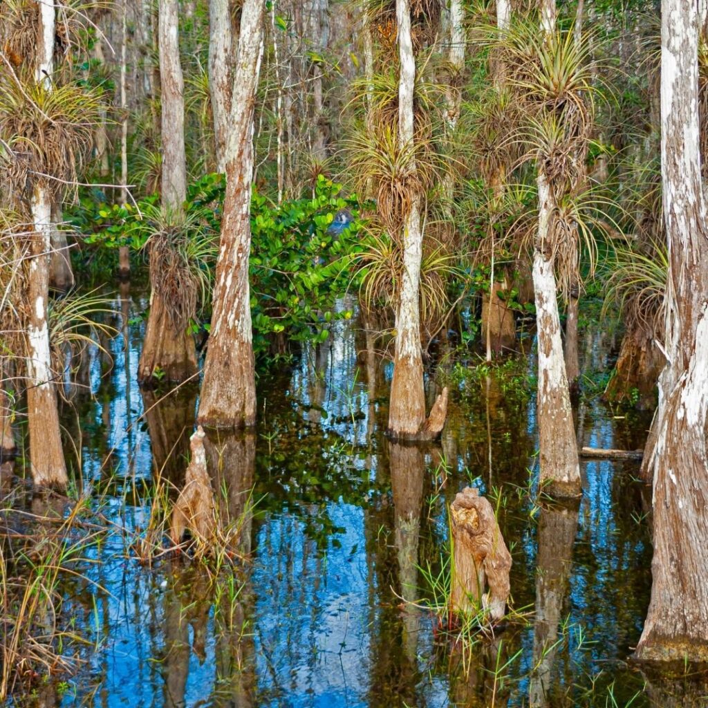One Day in Miami: Amazing Things to do, Places to See, Attractions (2025) Hawaii Calling Everglades National Park