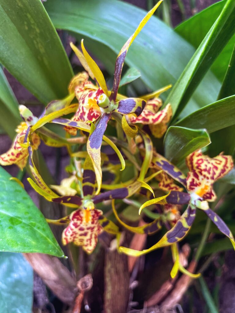 Review & Video: The Kahala Hotel and Resort, Presidential Luxury Hawaii Calling a close up of a flower