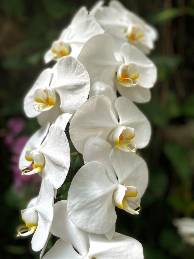 Review & Video: The Kahala Hotel and Resort, Presidential Luxury Hawaii Calling a close up of white flowers