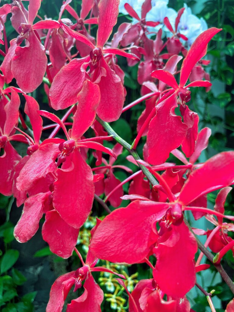 Review & Video: The Kahala Hotel and Resort, Presidential Luxury Hawaii Calling a close up of red flowers