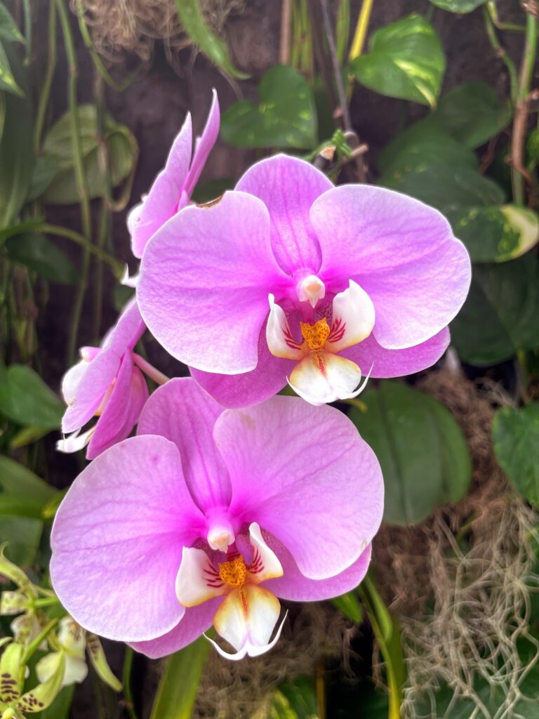 Review & Video: The Kahala Hotel and Resort, Presidential Luxury Hawaii Calling a close up of a flower