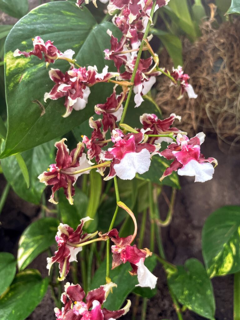 Review & Video: The Kahala Hotel and Resort, Presidential Luxury Hawaii Calling a close up of flowers