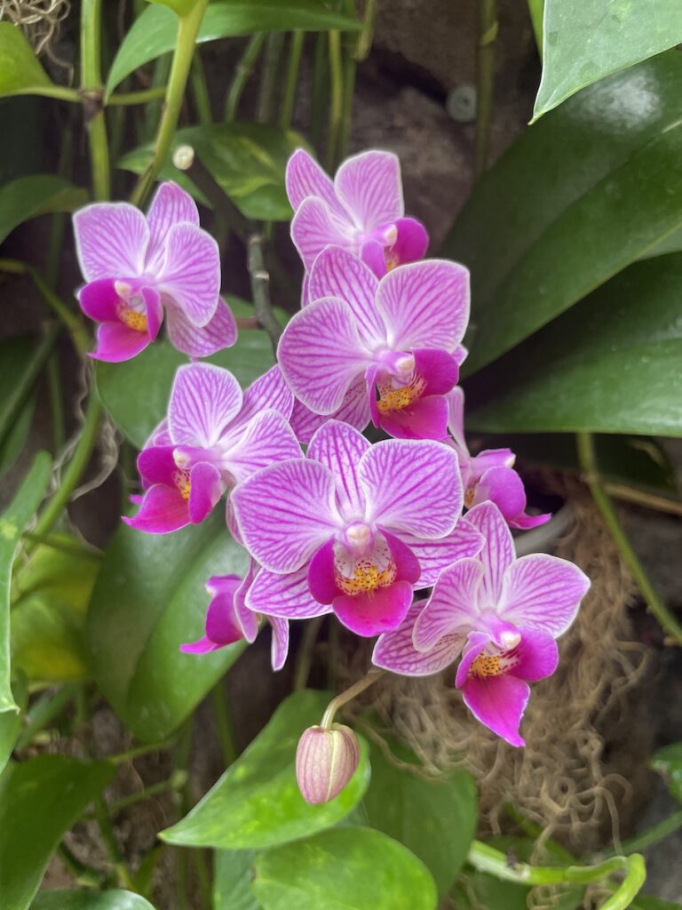 Review & Video: The Kahala Hotel and Resort, Presidential Luxury Hawaii Calling a close up of purple flowers