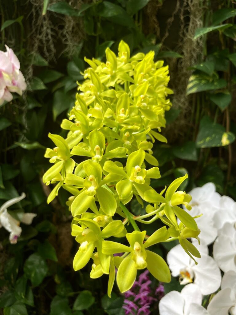 Review & Video: The Kahala Hotel and Resort, Presidential Luxury Hawaii Calling a close up of a plant