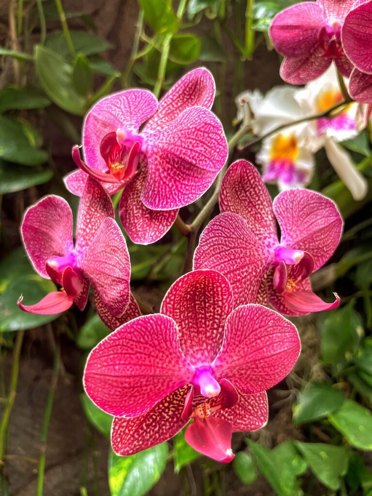 Review & Video: The Kahala Hotel and Resort, Presidential Luxury Hawaii Calling a group of pink flowers