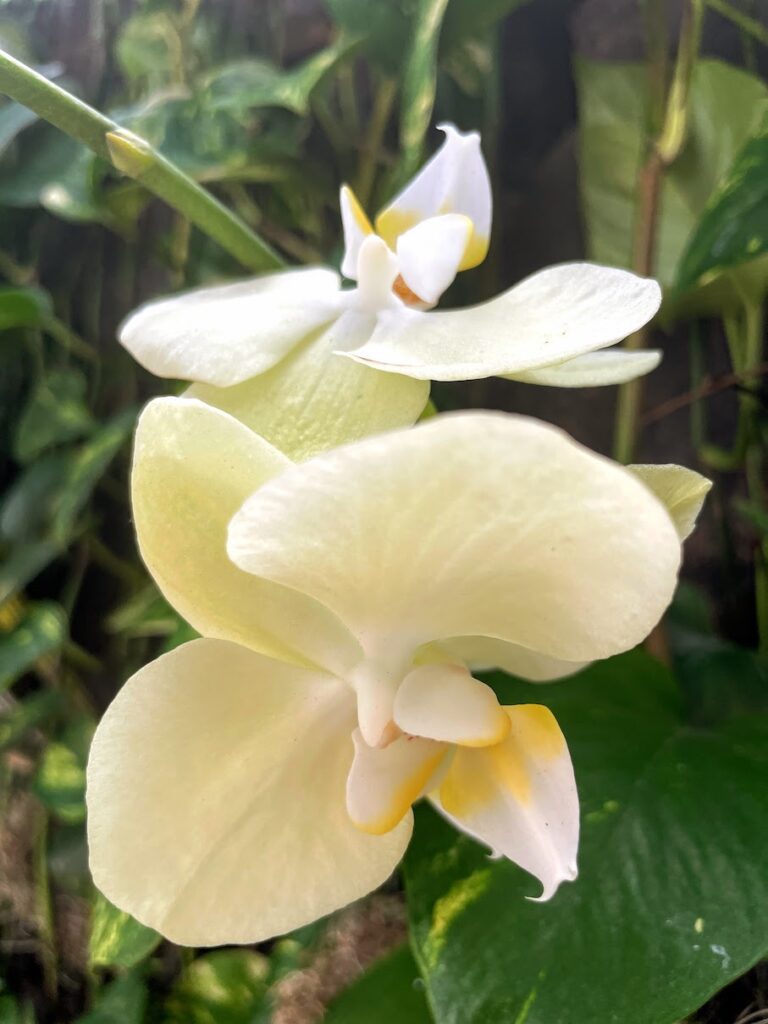 Review & Video: The Kahala Hotel and Resort, Presidential Luxury Hawaii Calling a close up of a flower