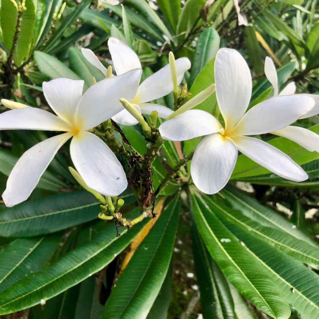 Luxury Oahu 7 Day Itinerary 2023 Hawaii Calling a group of white flowers on a plant