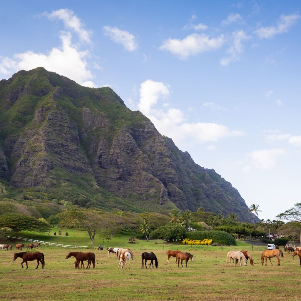 The Perfect Oahu 7 Day Budget Itinerary 2023 Hawaii Calling a group of horses grazing in a field with a mountain in the background