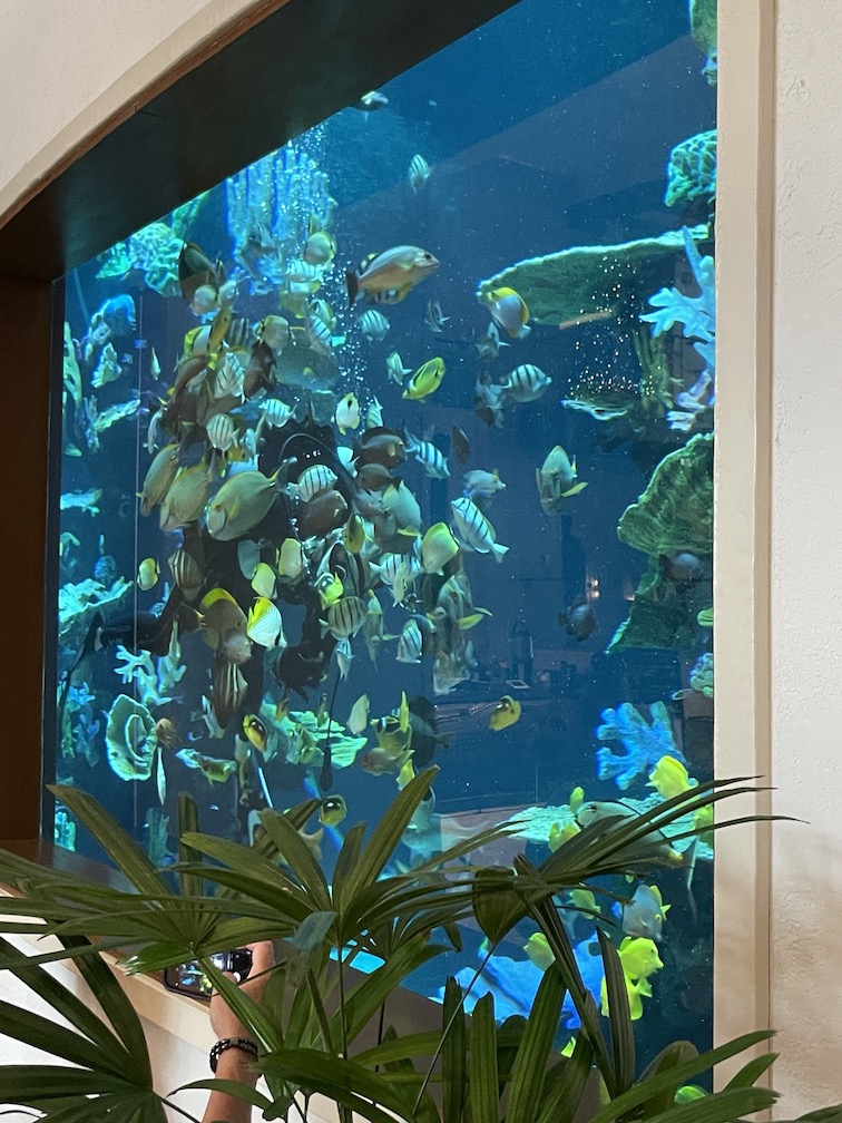 Review & Video: 'Alohilani Resort Waikiki Beach, A Unique Oasis Hawaii Calling a fish tank with a group of fish