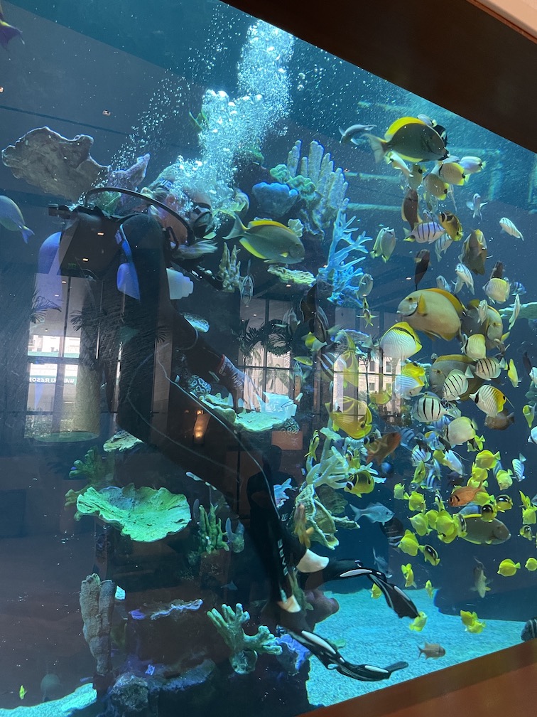 Review & Video: 'Alohilani Resort Waikiki Beach, A Unique Oasis Hawaii Calling a person in a scuba diving suit swimming in a large fish tank