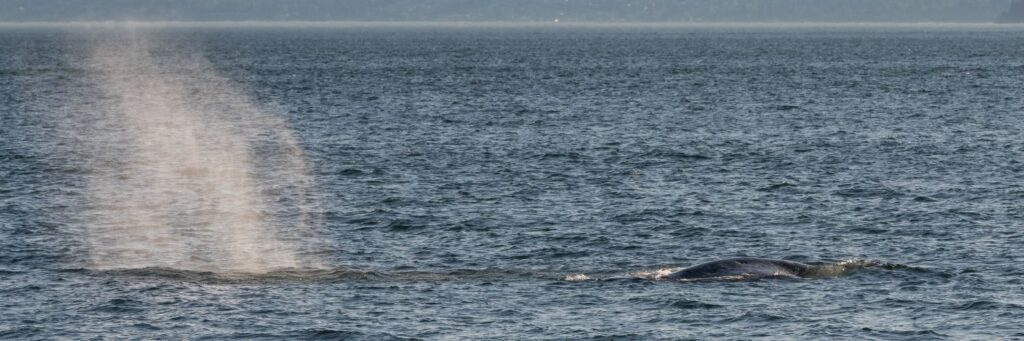 The Best Time Of Year To Visit Seattle In 2023 Hawaii Calling Whale Sighting Seattle Washington