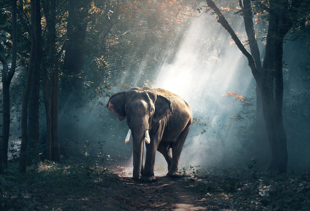 The Best Time of Year to Visit Thailand 2023 Hawaii Calling National Elephant Day
