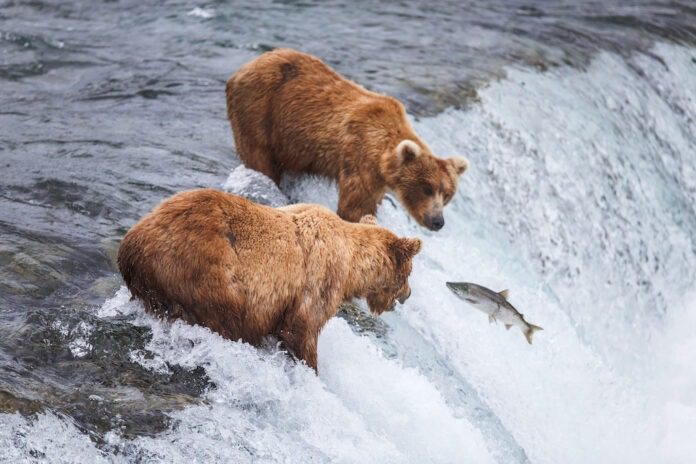 Grizzly Bears Fishing For Salmon a group of bears standing in water with a fish in the air with Katmai National Park and Preserve in the background