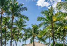 The 15 Best Hotels On Oahu For Families 2026 a group of people swimming in a pool with palm trees