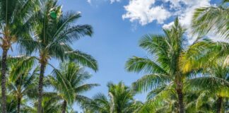 The 15 Best Hotels On Oahu For Families 2026 a group of people swimming in a pool with palm trees