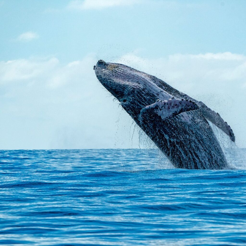 The Ultimate Maui Travel Guide 2023 Hawaii Calling a whale jumping out of the water
