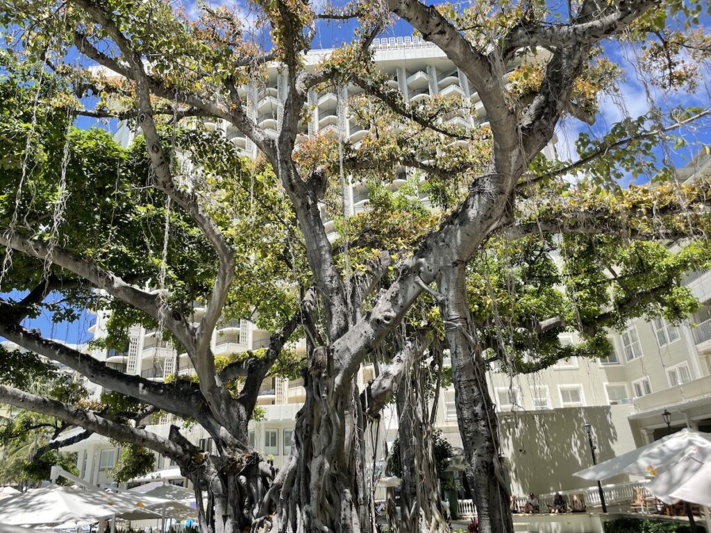 Review & Video: Moana Surfrider, Waikiki Beach Beauty Hawaii Calling a large tree with vines