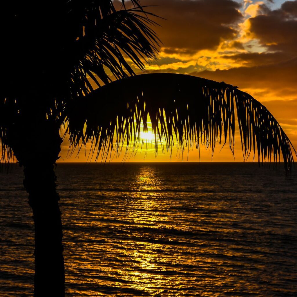 The Ultimate Maui Travel Guide 2023 Hawaii Calling a palm tree and water during sunset