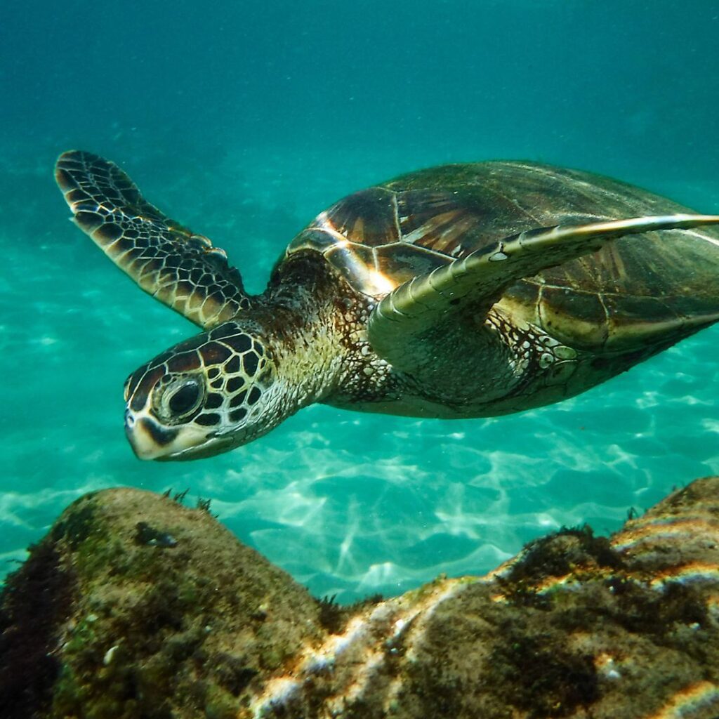 The Ultimate Maui Travel Guide 2023 Hawaii Calling a turtle swimming in the water
