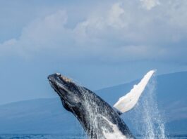 a whale jumping out of the water