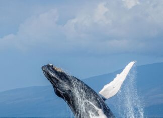 Best Time For Whale Watching In Maui (2026) a whale jumping out of the water