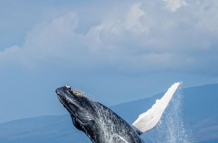 a whale jumping out of the water