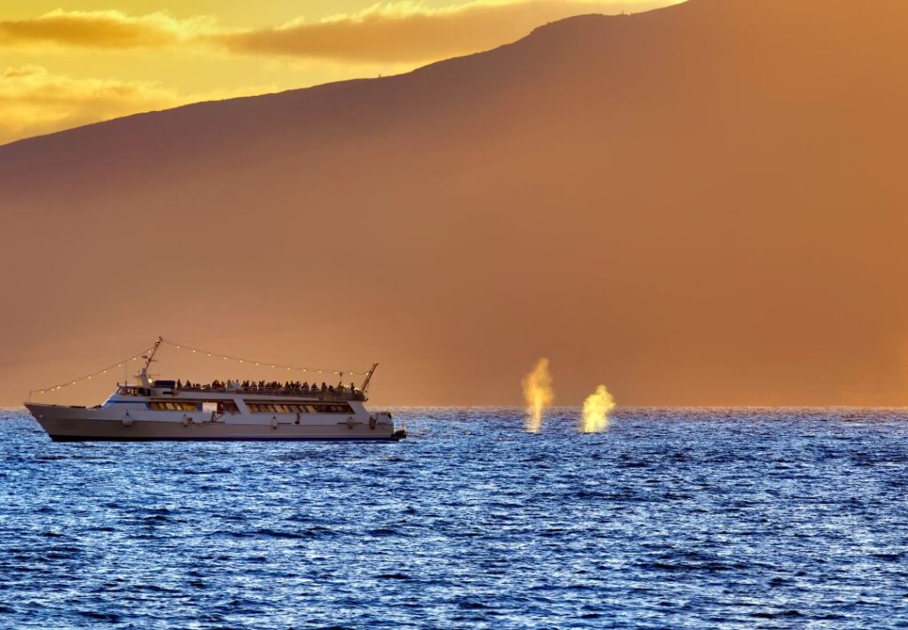 Best Time For Whale Watching In Maui (2025) Hawaii Calling Whale watching in Maui tour boat during the evening