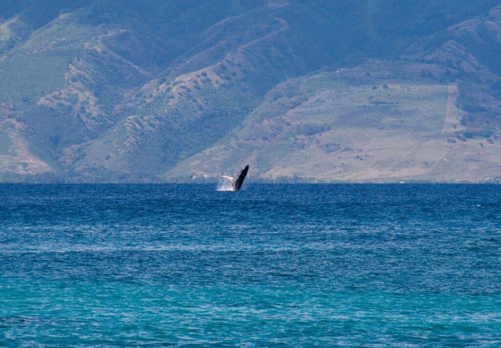 Best Time For Whale Watching In Maui (2025) Hawaii Calling a whale in Maui jumping out of the water