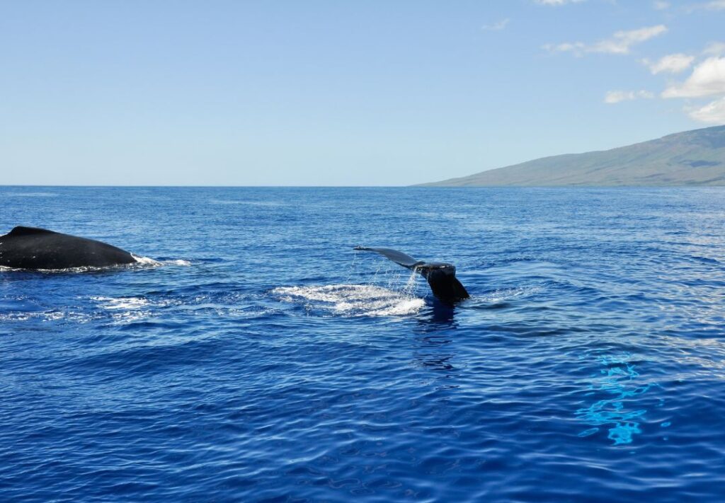 Best Time For Whale Watching In Maui (2025) Hawaii Calling a group of whales in Maui playing in the water