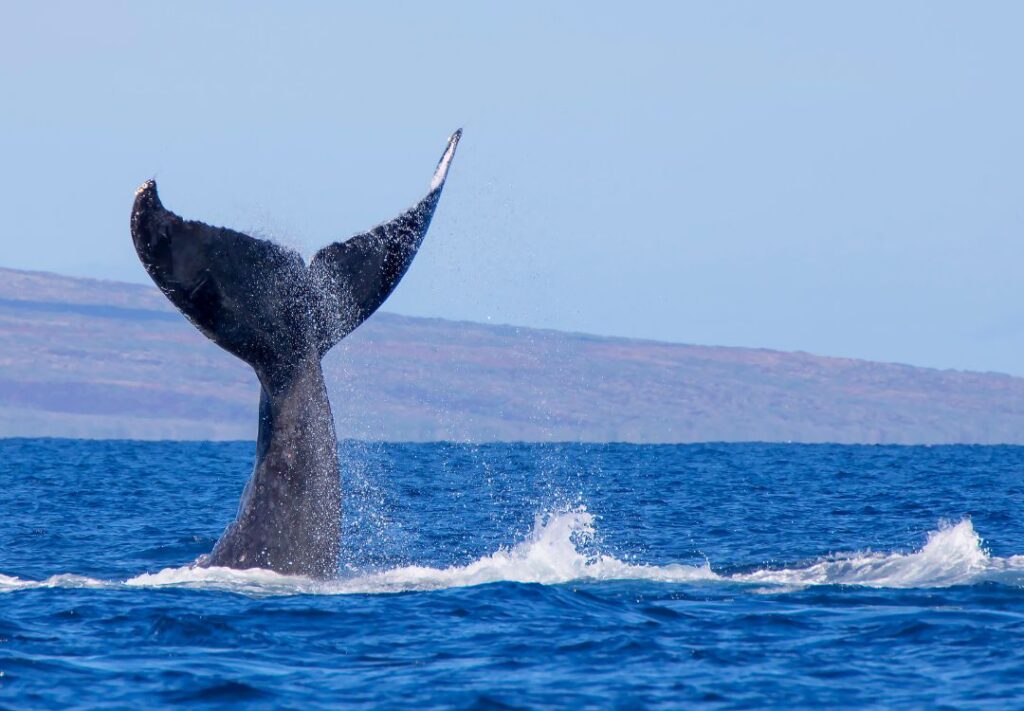 Best Time For Whale Watching In Maui (2025) Hawaii Calling a whale tail in the water of the coast of Maui