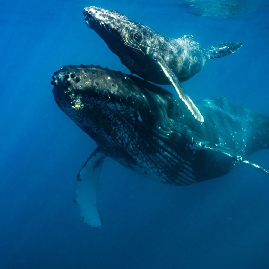 Best Places To Stay In Hawaii (2025)| A Hotel & Island Guide Hawaii Calling a whale swimming in the water