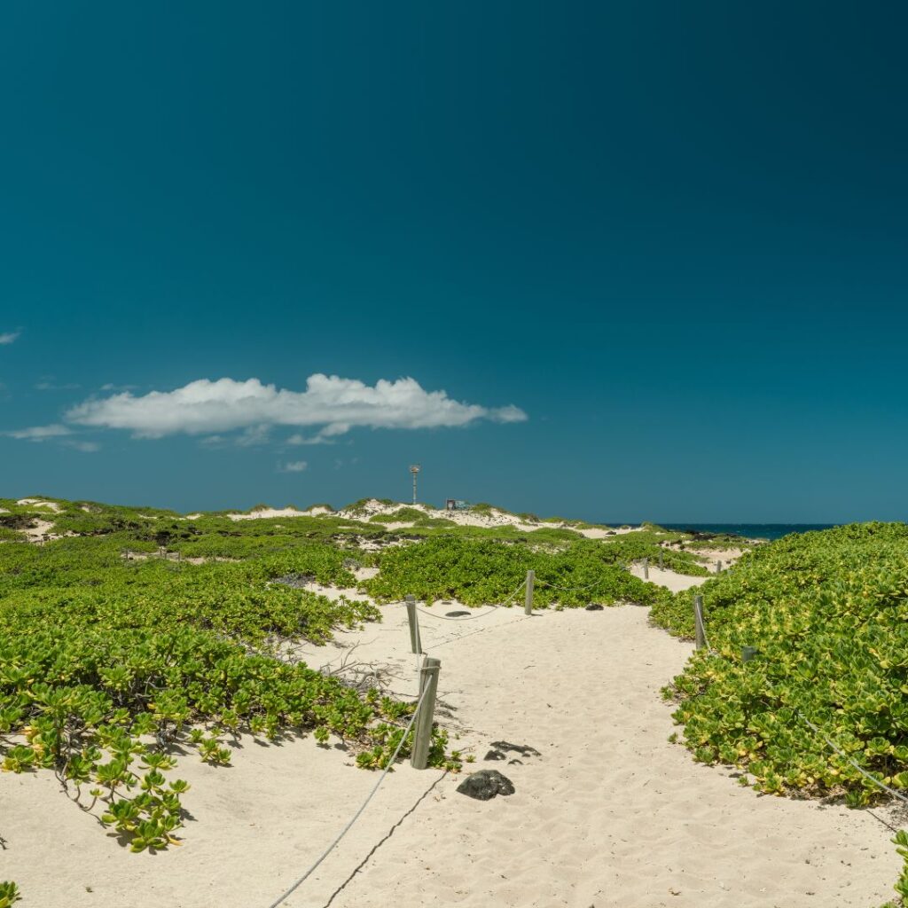 The 41 Best Things To Do On Oahu | Bucket List Guide (2025) Hawaii Calling a sandy beach with bushes and a blue sky
