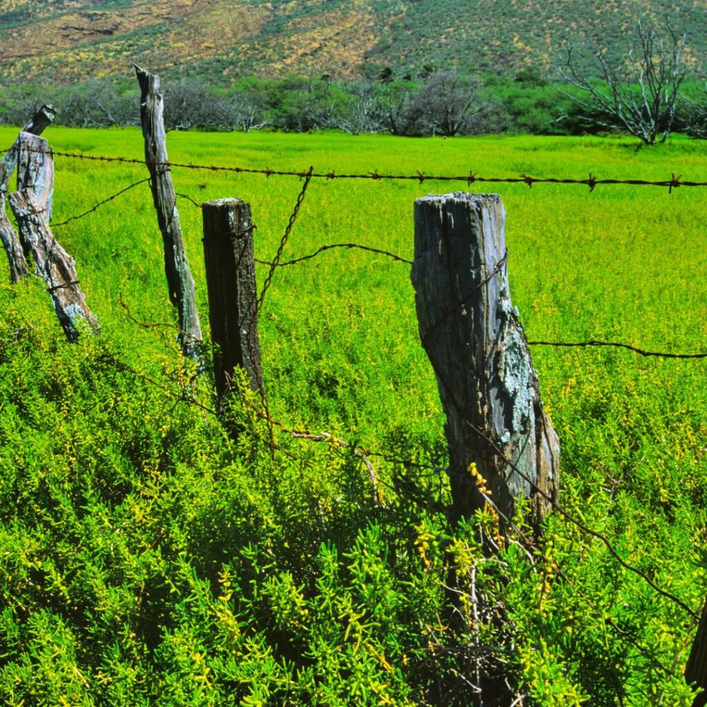 Best Places To Stay In Hawaii (2025)| A Hotel & Island Guide Hawaii Calling a fence in a field