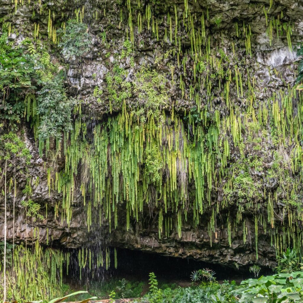 The 30 Best Things To Do On Kauai | A Bucket List Guide (2025) Hawaii Calling a rock wall with plants growing on it