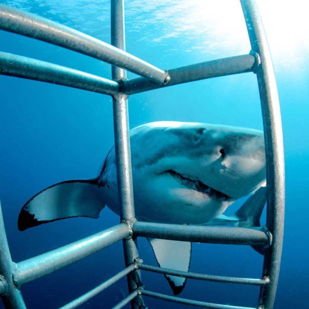The 41 Best Things To Do On Oahu | Bucket List Guide (2025) Hawaii Calling a shark swimming through a metal cage