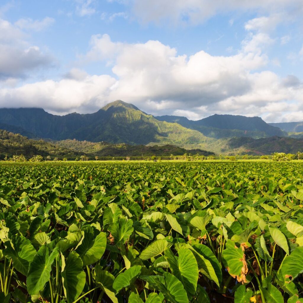Best Places To Stay In Hawaii (2025)| A Hotel & Island Guide Hawaii Calling a large field of green plants with mountains in the background