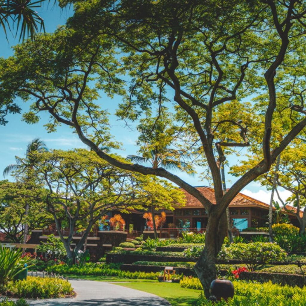 7 Best Family Hotels On The Big Island Hawaii Calling a large tree in front of a house