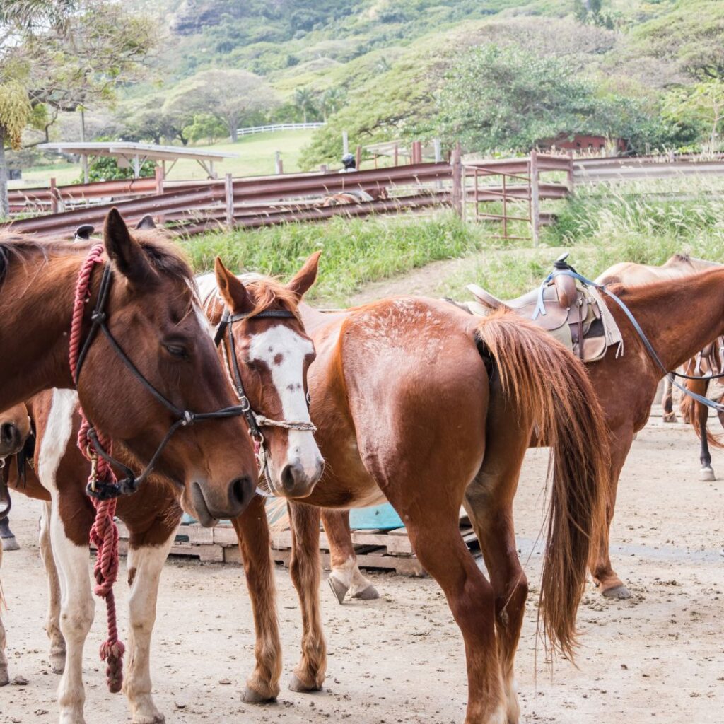 The 41 Best Things To Do On Oahu | Bucket List Guide (2025) Hawaii Calling a group of horses standing in a field