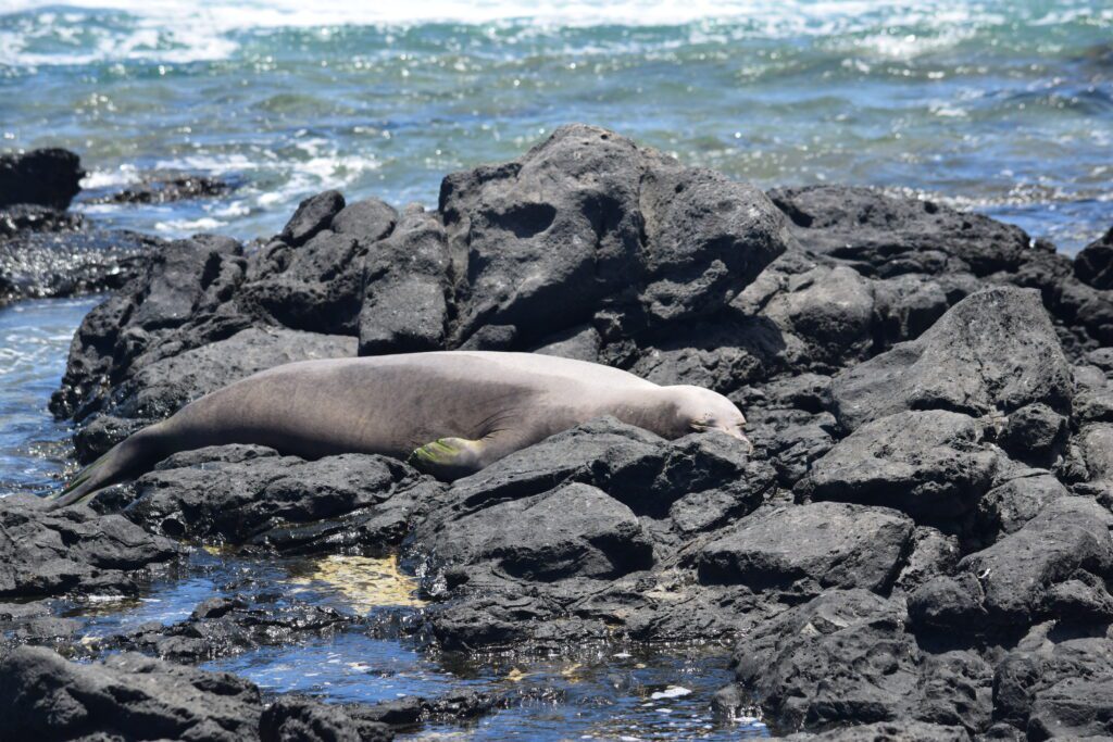 Ka'ena Point Hike: An Unforgettable Experience in Hawaii Hawaii Calling a seal lying on rocks by the water