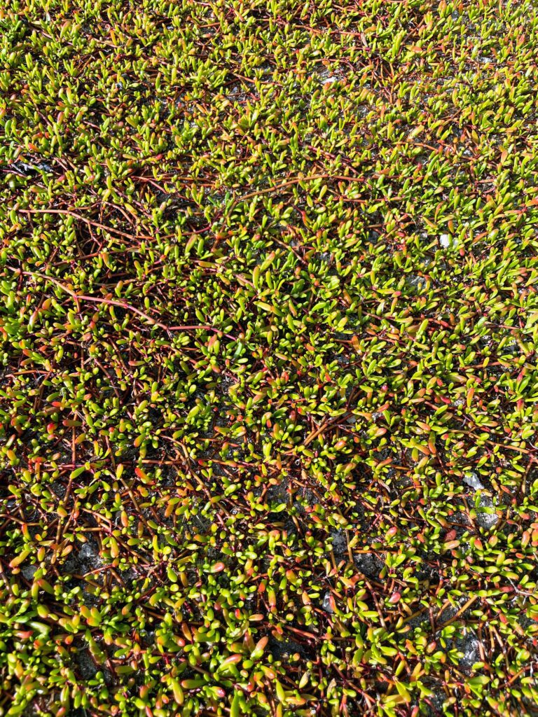 Exploring The Hidden Moku'auia Bird Sanctuary "Goat Island" Hawaii Calling a close up of green plants