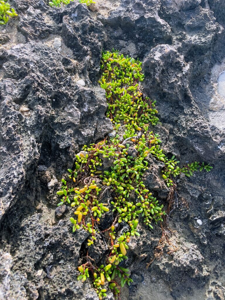 Exploring The Hidden Moku'auia Bird Sanctuary "Goat Island" Hawaii Calling a plant growing out of a rock