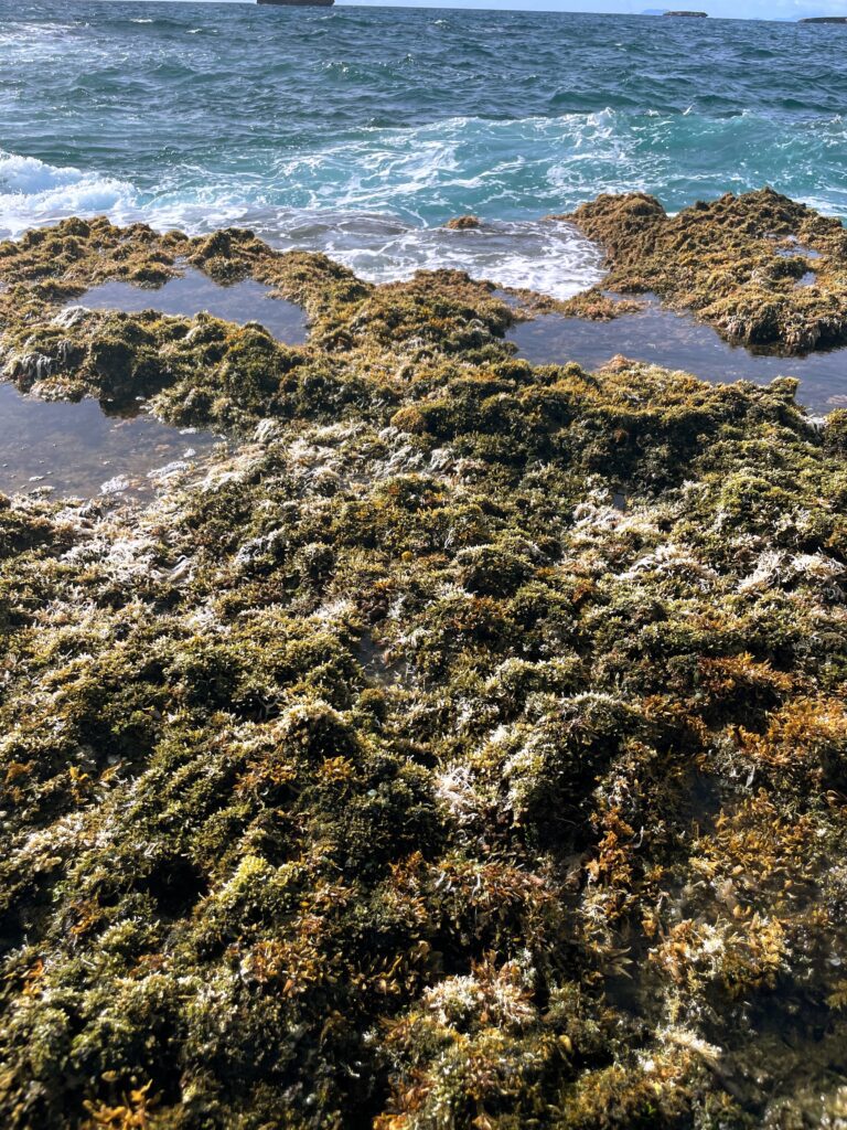 Exploring The Hidden Moku'auia Bird Sanctuary "Goat Island" Hawaii Calling a rocky beach with water and moss