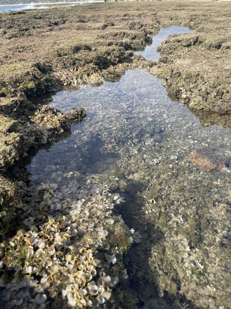 Exploring The Hidden Moku'auia Bird Sanctuary "Goat Island" Hawaii Calling a stream of water with shells on the rocks