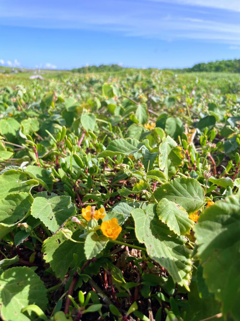 Exploring The Hidden Moku'auia Bird Sanctuary "Goat Island" Hawaii Calling a green field with yellow flowers