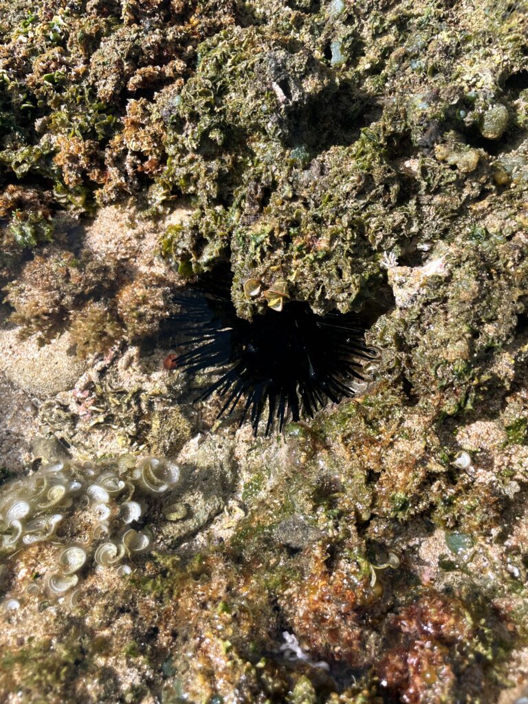 Exploring The Hidden Moku'auia Bird Sanctuary "Goat Island" Hawaii Calling a sea urchin in a rock